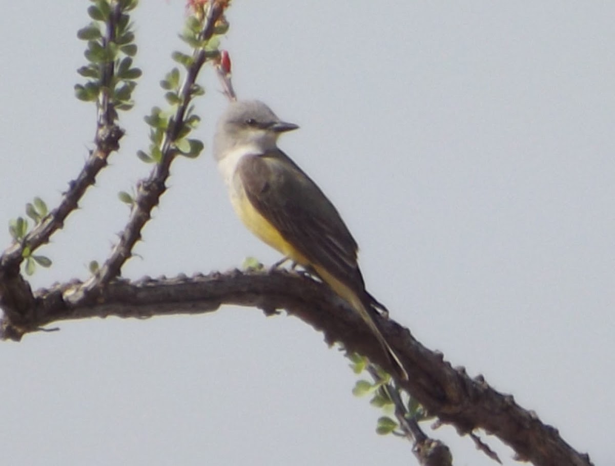 Western Kingbird