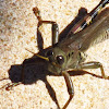 Bird grasshopper (female)