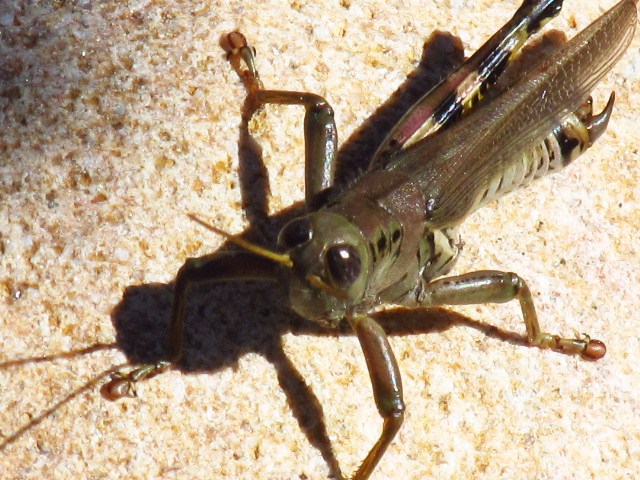 Bird grasshopper (female)