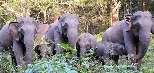 Kozhikamudhi Elephant Camp