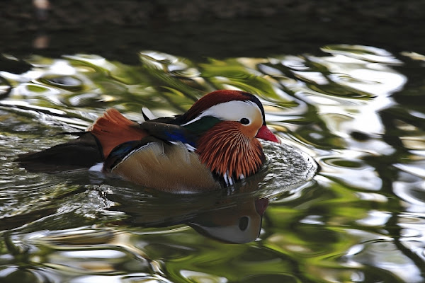 Riflessi naturali di Damiano