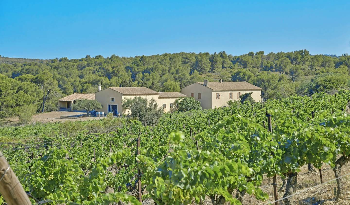 Vineyard Aude