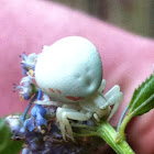 Crab Spider