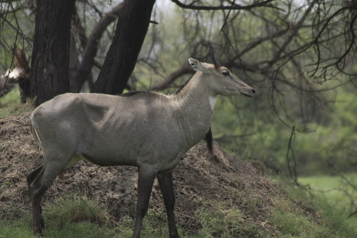 Blue Bull/Nilgai ( Male )