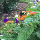 Eastern Carpenter Bee