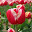 Tulip - New Tab in HD