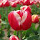 Tulip - New Tab in HD