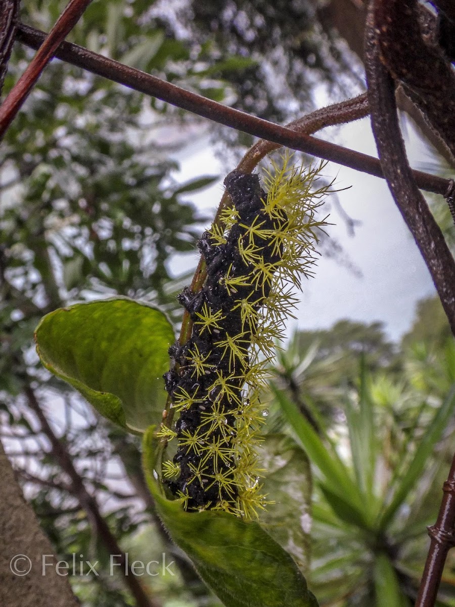 Leucanella Caterpillar