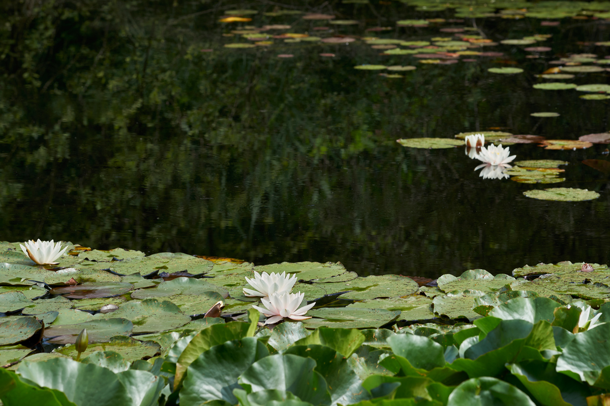 Ninfee,riflessi verdi.Monet di Silvano