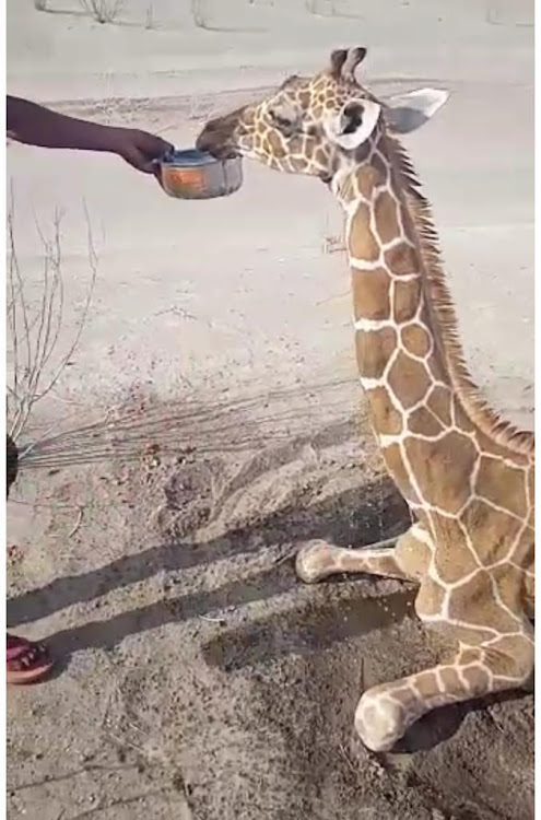 A well-wisher helps a thirsty giraffe.