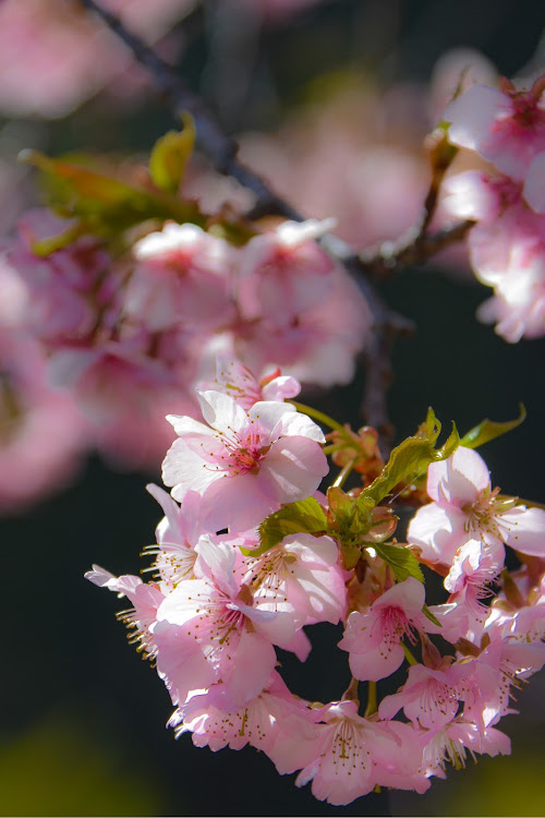 レヴォーグの河津桜・浜松市・桜とコラボに関するカスタム事例の投稿画像4枚目