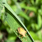 Stink Bug