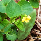 Round-leaved Yellow Violet (Wildflower)