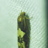 Bidens Borer Moth