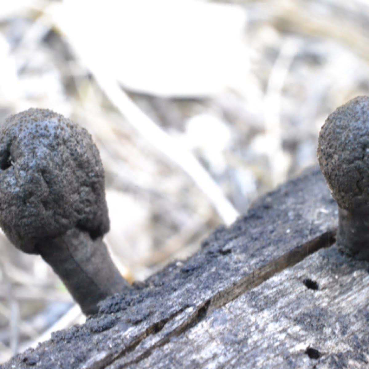 Coal fungus