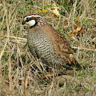 Northern Bobwhite