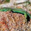 Carpetane Rock Lizard; Lagartija Carpetana