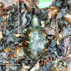 Eastern Box Turtle