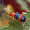 Leaf beetle