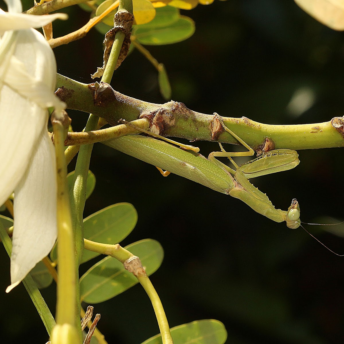 Giant Asian Mantis