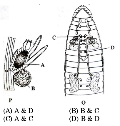 Sexual reproduction