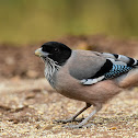 Black-headed Jay