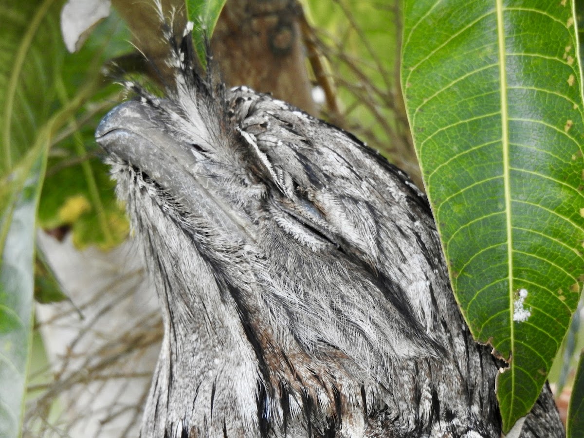 Tawny Frogmouth (Mopoke)