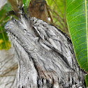 Tawny Frogmouth (Mopoke)