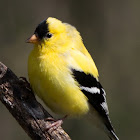 American Goldfinch