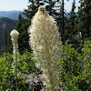 Beargrass