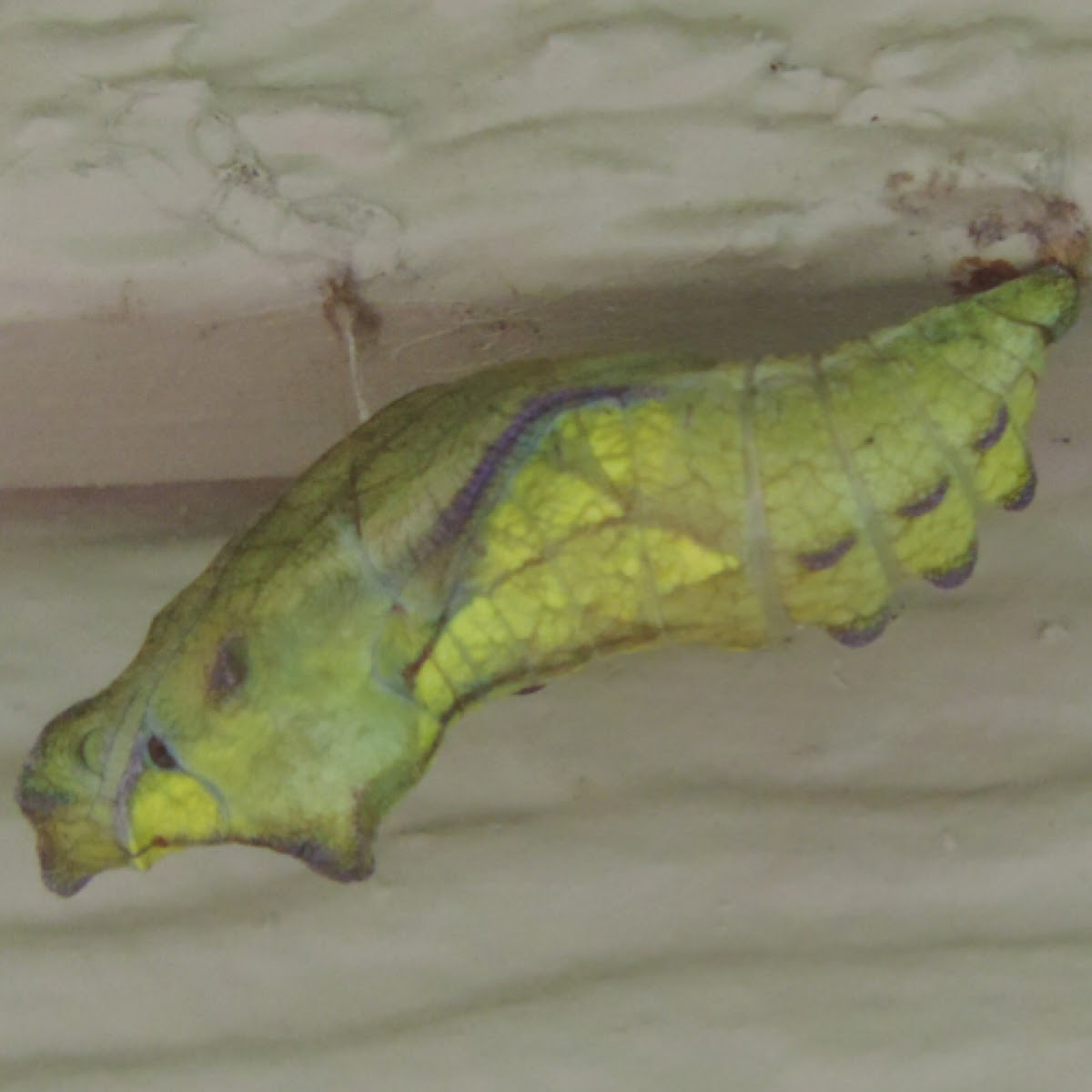 Pipevine Swallowtail chrysalis