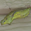 Pipevine Swallowtail chrysalis