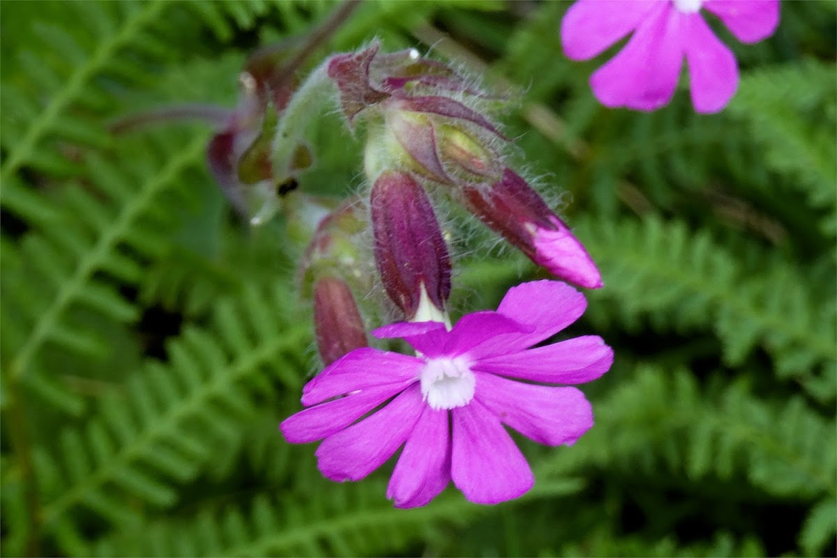 Red campion