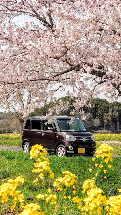 ムーヴキャンバスの桜コラボ・桜と菜の花に関するカスタム事例の投稿画像1枚目