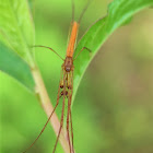 Long-jawed Orbweavers