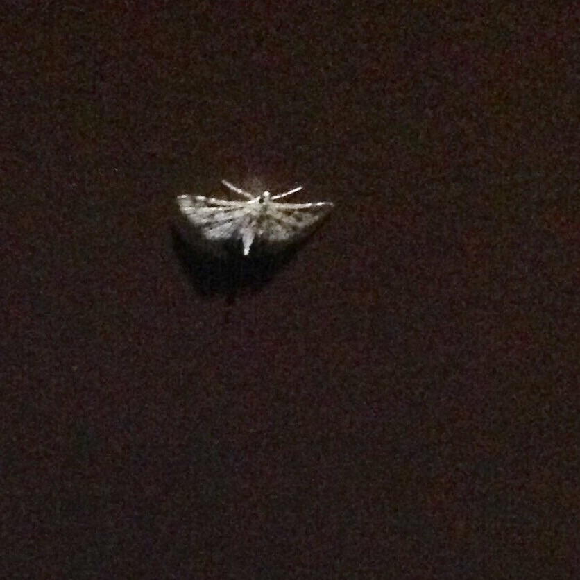 Unknown Spotting ) One, Small Moth )