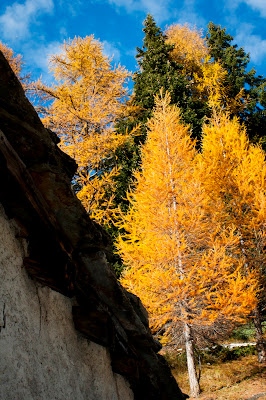 Giallo d'Autunno di danz675