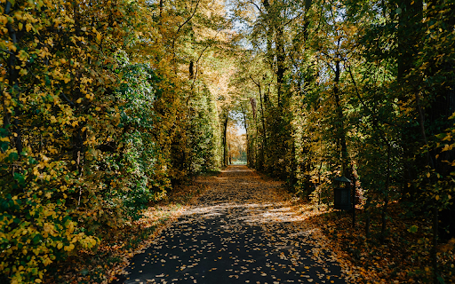 vibrant autumn trees shedding golden leaves screenshot 1