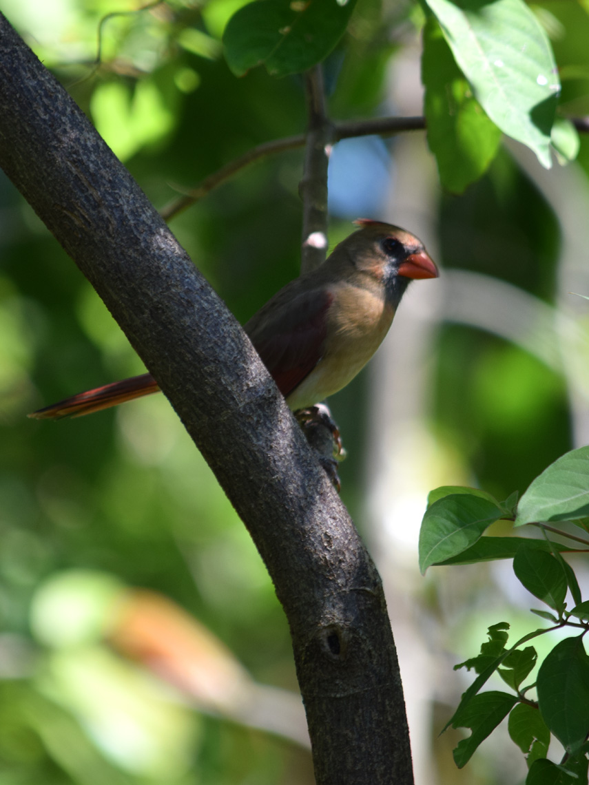 Northern Cardinal female