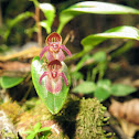 Sancho's Pleurothallis