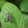 Scorpion Fly(male)