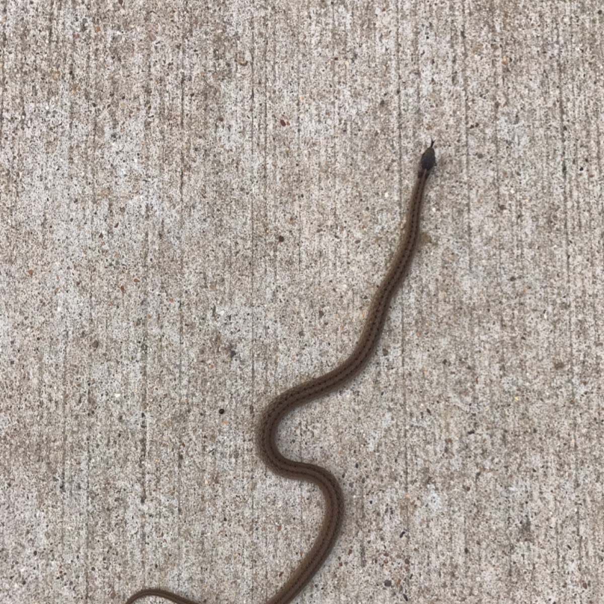 De Kay's Brown Snake