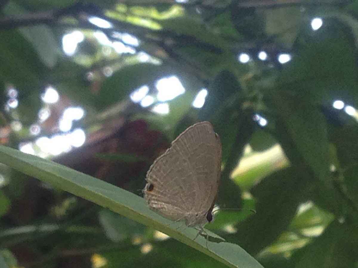 Oriental Ciliate Blue