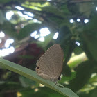 Oriental Ciliate Blue