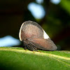 Treehopper