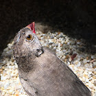 Black-Faced Quailfinch