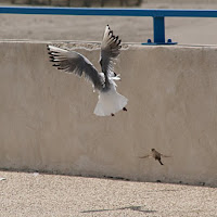 Anche i piccoli si arrabbiano di 