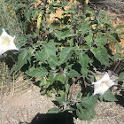 Western Jimson Weed