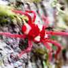 True Velvet Mite ♂