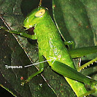 Short-horned Grasshopper